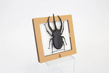 Black Caucasus Beetle SQAR