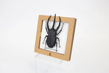 Black Caucasus Beetle SQAR