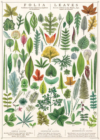 Cavallini Poster/Gift Wrap – Folia Leaves