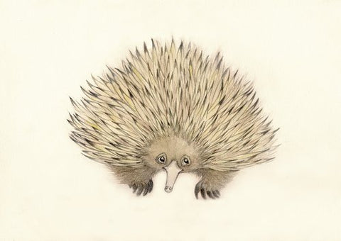 ECHIDNA - Short -  Beak