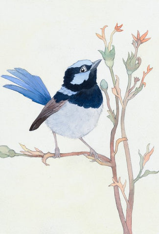 SUPERB FAIRY WREN