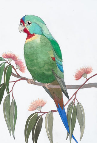 SWIFT PARROT