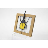 Yellow Hercules Beetle SQAR