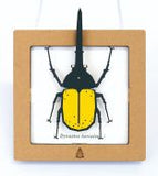 Yellow Hercules Beetle SQAR